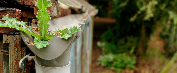 Blocked drains – Croydon – Garage Door Services – Blocked gutter pipe